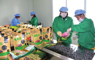 白山 創新創業風鵬正舉，食品互聯網銷售譜寫新篇章